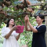 Xinhua Silk Road: Fengxin County in E. China’s Jiangxi celebrates bountiful harvest of kiwifruit