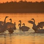 Xinhua Silk Road: Migratory whooper swans spend winter in wetland of E. China’s Rongcheng