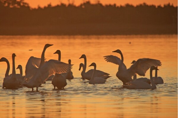 Photo shows whooper swans in Rongcheng City of east China's Shandong Province.