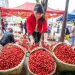 Bijie City, Taoying Village, Blossom Time For Agate Red Cherries