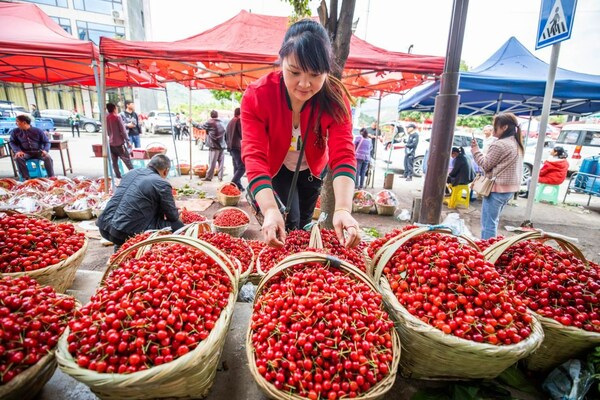 During the cherry season, the busy villagers of Taoying are bustling with activity. During the cherry season, the busy villagers of Taoying are bustling with activity.