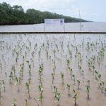 Mowilex Completes its Pledge to Plant 50,000 Mangrove Trees by Establishing 25,000 Trees in West Kalimantan, While Supporting Local Environmental Hero