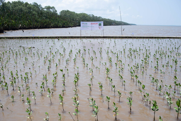 Mowilex partnered with environmental hero Rudi Hartono to plant 25,000 mangrove trees that will protect the environment and generate income for residents of Sungai Kupah Village, West Kalimantan. Mowilex partnered with environmental hero Rudi Hartono to plant 25,000 mangrove trees that will protect the environment and generate income for residents of Sungai Kupah Village, West Kalimantan.