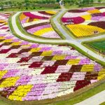 The 7th Jiangsu Chrysanthemum Culture and Art Festival held in Sheyang, China