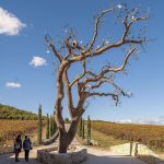 Transformative Artistry by Vietnamese Artist Tia-Thuy Nguyen: ‘Flower of Life’ Blooms at Château La Coste