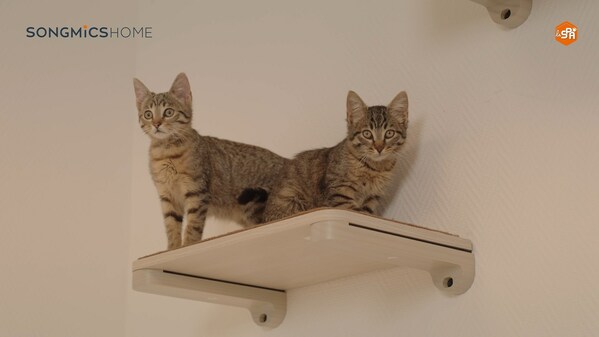 Two Kittens Playing on Clickat Collection Two Kittens Playing on Clickat Collection
