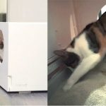 PURRIT Launches Spacious SCUBIC Self-Cleaning Litterbox