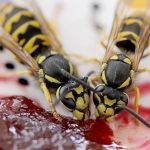 Man stung to death by wasps in Segamat