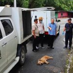 Suspected rabid dog which attacked four people at Lrg Keranji captured