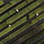 Mining leaders make landmark commitments to support a nature positive future