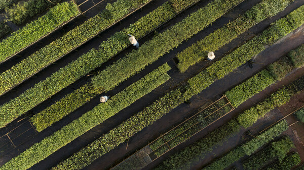 Workers in the seedling nursery for replanting native plants belonging to the area around Anglo American’s Minas-Rio iron ore mine in Brazil (Source: Anglo American) Workers in the seedling nursery for replanting native plants belonging to the area around Anglo American’s Minas-Rio iron ore mine in Brazil (Source: Anglo American)