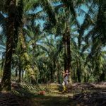 Dayak oil palm planters say willing to pay for NCR land surveys to speed up process
