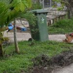 Make Kuching streets strays-free environment, Stampin MP says after recent incidents of dog bites