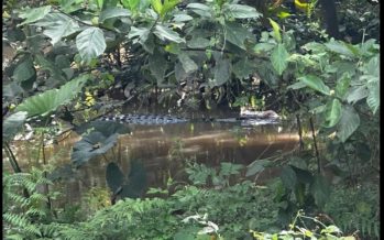 Kinabatangan police fire 12 shots at croc before reptile frees what’s left of victim
