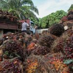 Malaysia to work with Egypt to expand palm oil exports to Africa