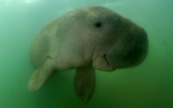 Fisheries Dept in process of gazetting Mersing islands for protection of dugong, seagrass