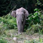 Man injured in elephant attack off Gerik-Jeli East-West Highway 