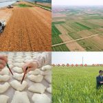 Scientific Innovation Transforms Cangzhou’s Saline-Alkali Fields into Fertile Land