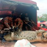 Jasin fishermen capture two-tonne croc at Pantai Siring