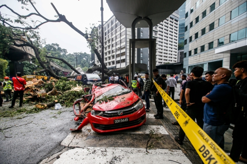 Claim damages from local councils, housing minister tells casualties of toppled trees