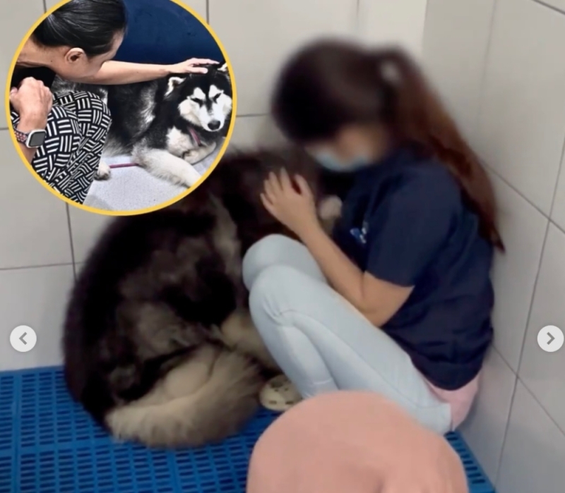 Vet Department takes hold of husky in viral abuse video