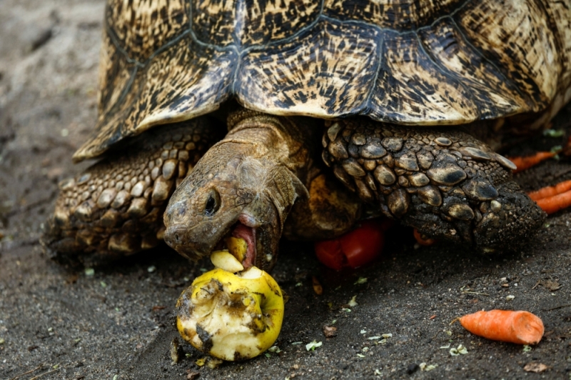 Perhilitan arrests six ‘Ninja Turtle Gang’ members, seizes tortoises worth RM246,394