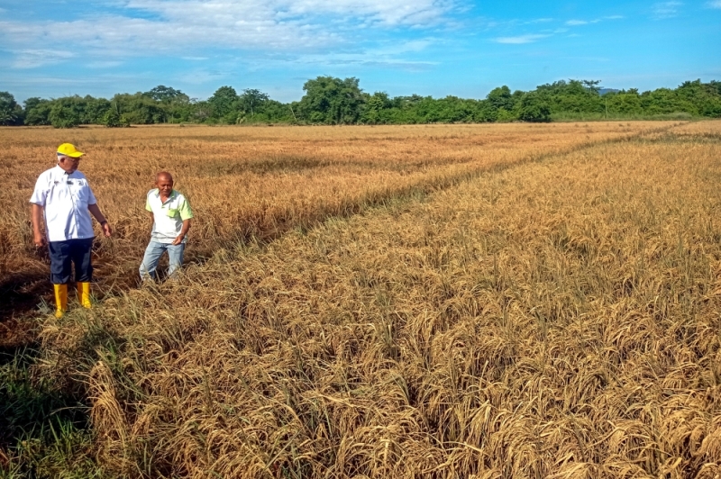 972 rice farmers incur RM13.5m in losses; over 1,500ha of paddy fields inundated with floodwaters