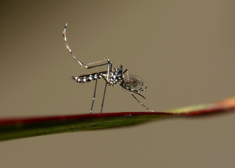 Drop in dengue cases from Sept 8 to 14, no deaths reported