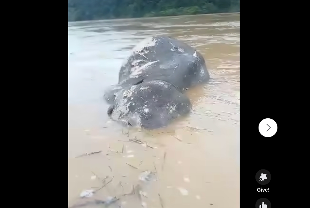 Dead elephant found floating in Sungai Pahang, believed swept away by strong currents