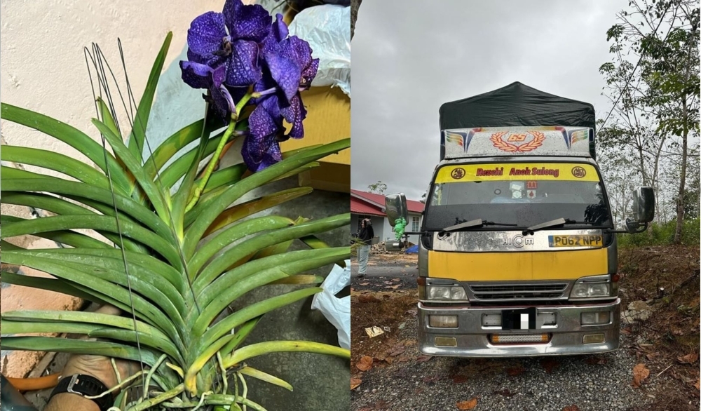 Courier caught with 290 orchids worth RM580,000 smuggled from Thailand at roadblock in Kelantan