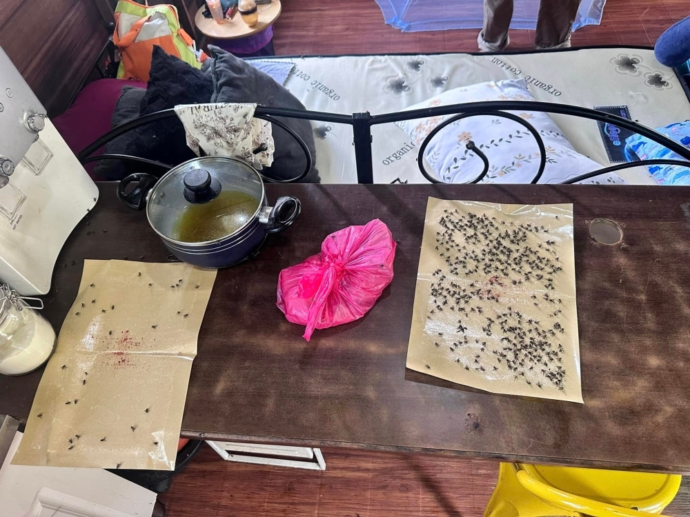 Kuala Langat poultry farm linked to fly infestation faces closure after multiple fines, says state housing committee chairman