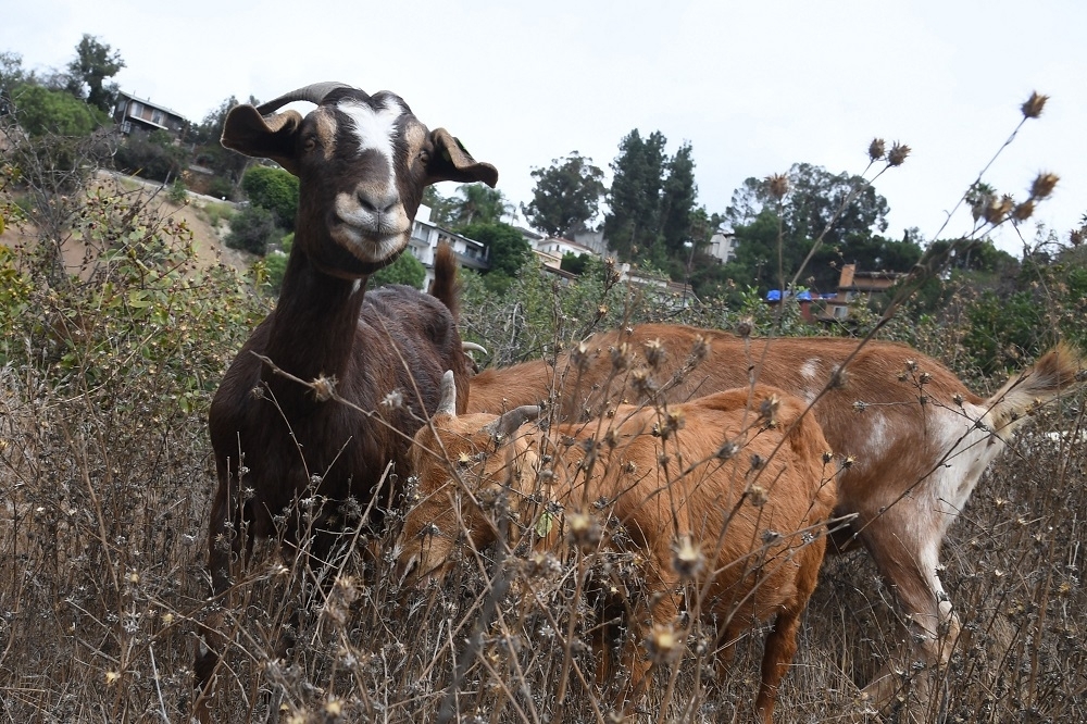 Kedah farmer with tumour in head in urgent need of funds for medical treatment after sale of nine goats fell short