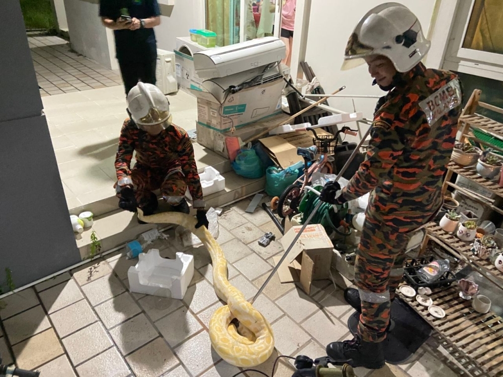 Pet albino python’s freedom briefly lived, thanks to Sarawak Bomba