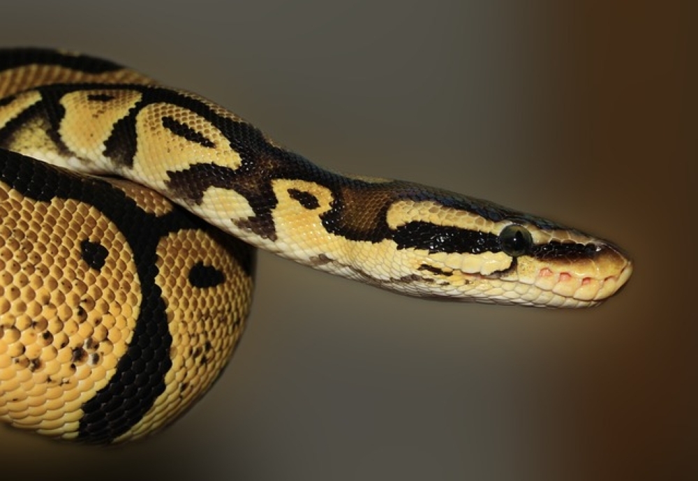 Ampang boy bitten by python hiding in toilet bowl