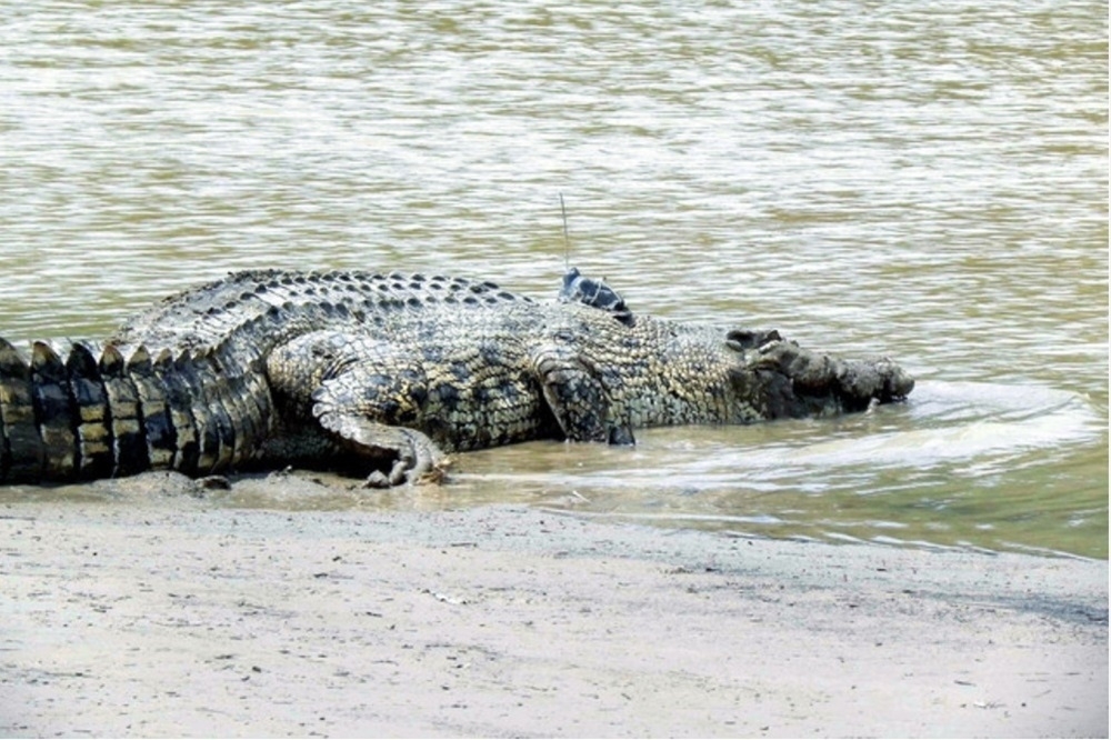 Bintulu fisherman feared killed by crocodile after body found with bite marks