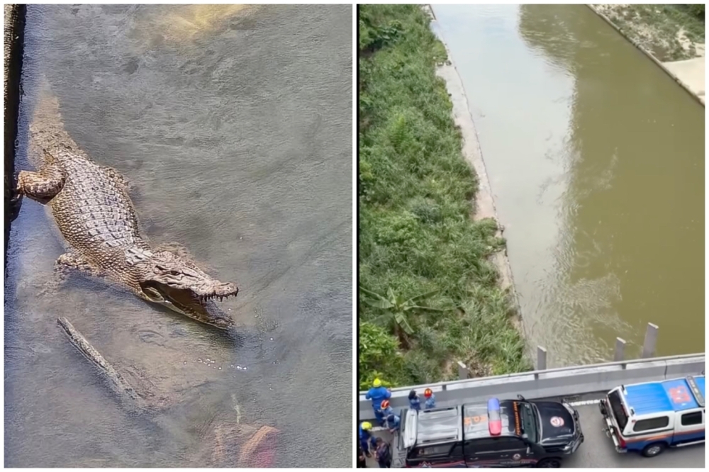 Trap set with live chickens as crocodile hunt enters sixth day in Sungai Klang