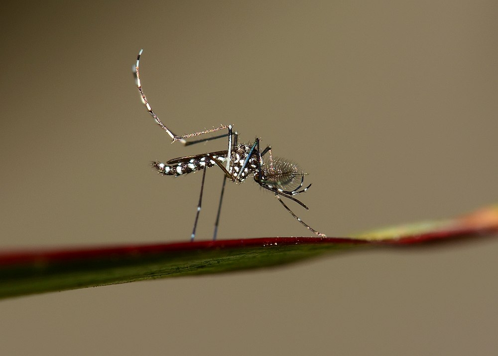 That mosquito buzzing around you might not be as harmless as you think… dengue is still a threat in Malaysia