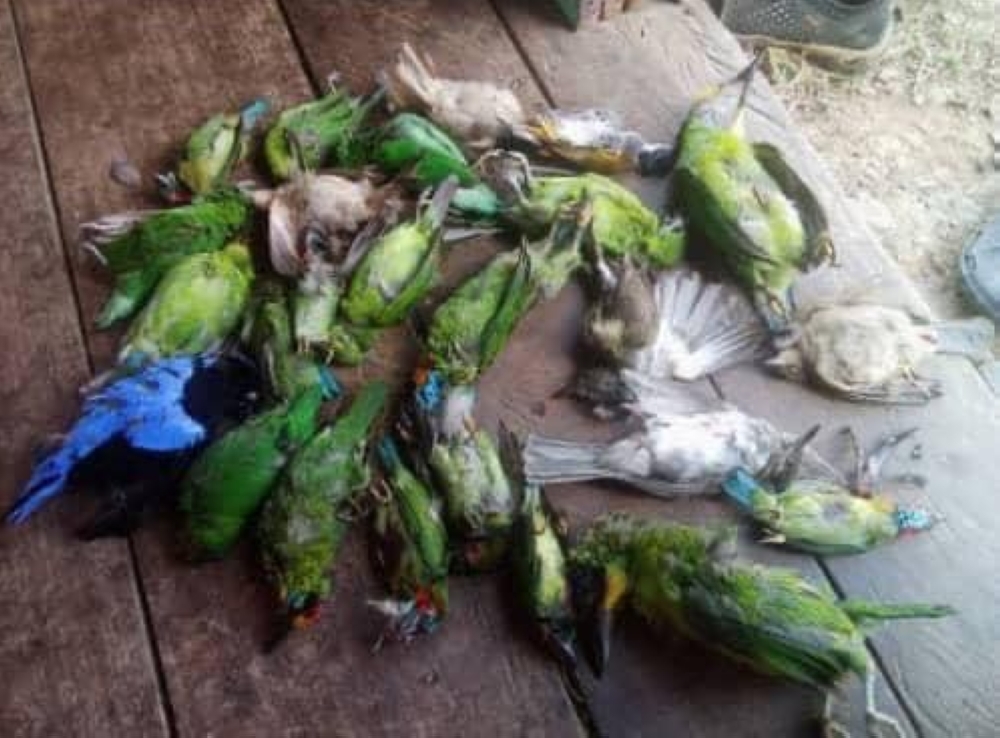 Penampang sounds alarm after rare birds found dead, blames human ignorance