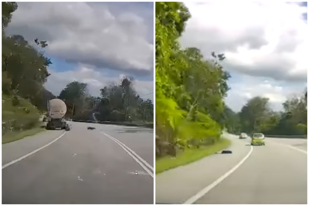 Lorry driver mauled by panther while relieving himself in Jelebu, wildlife officials step up patrols