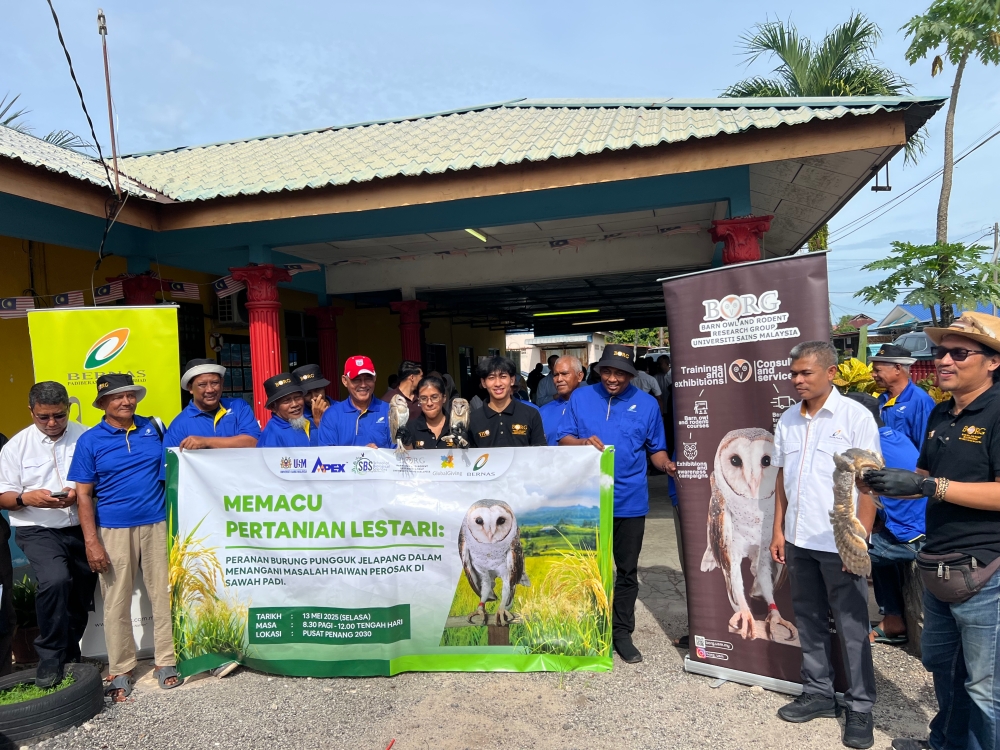 USM-Bernas unleash barn owls to help Penang farmers cut costs, boost yields in pilot project