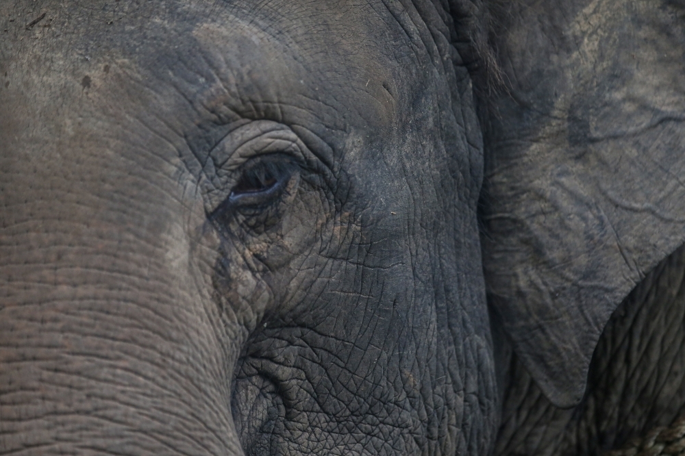 Vehicle collides with elephant in Johor, leaving couple shaken but safe as police urge caution amid recent wildlife crashes
