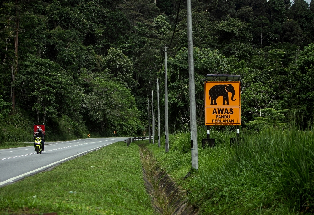 Fog, poor lighting caused truck to fatally hit elephant calf, not driver negligence