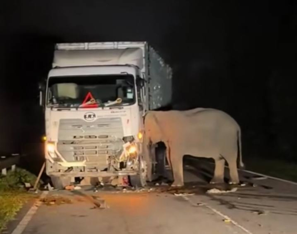 Emotional video shows elephant’s struggle to save her calf after Gerik accident