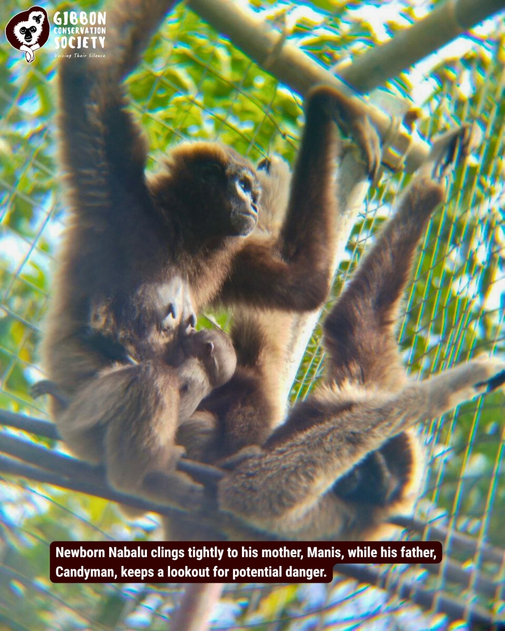 Endangered North Bornean gibbon born in captivity in Sabah