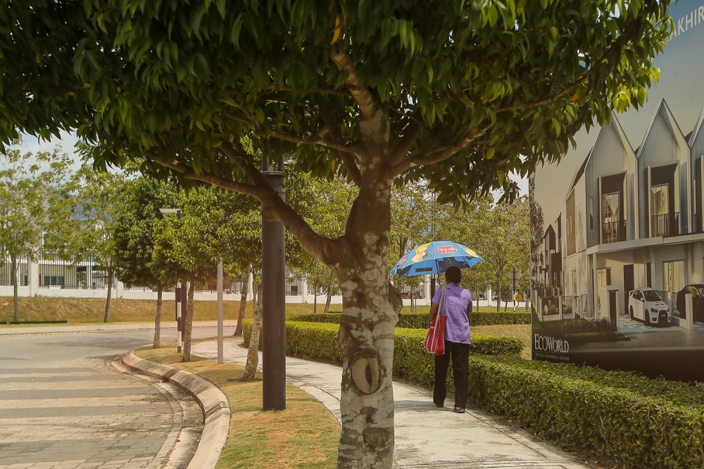 Trees that can transform Malaysia’s urban landscape