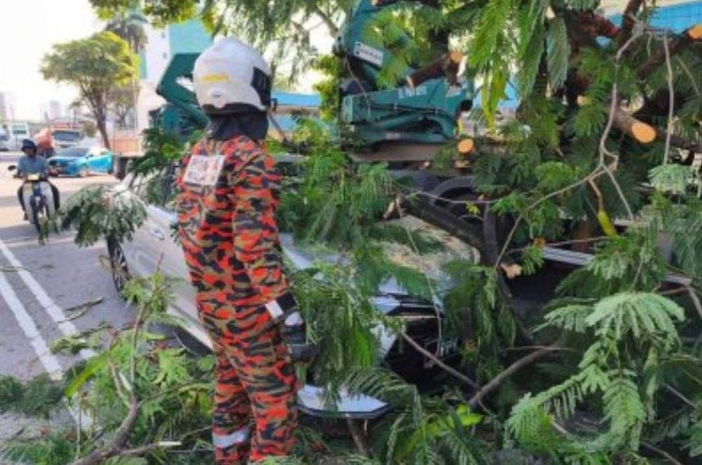 Close call in Butterworth: Huge tree flattens Volvo trailer and Toyota Vios, drivers walk away unhurt