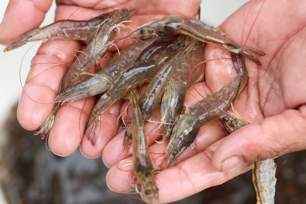 Radioactive traces found in Indonesian shrimp bound for US, Jakarta investigates