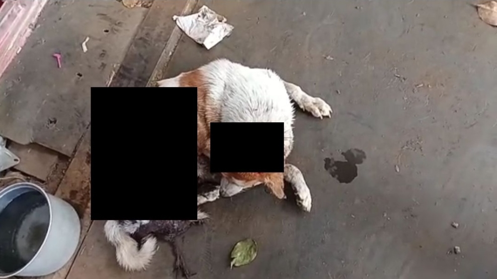 Dog euthanised following severe abuse in Krubong, police hunt suspects