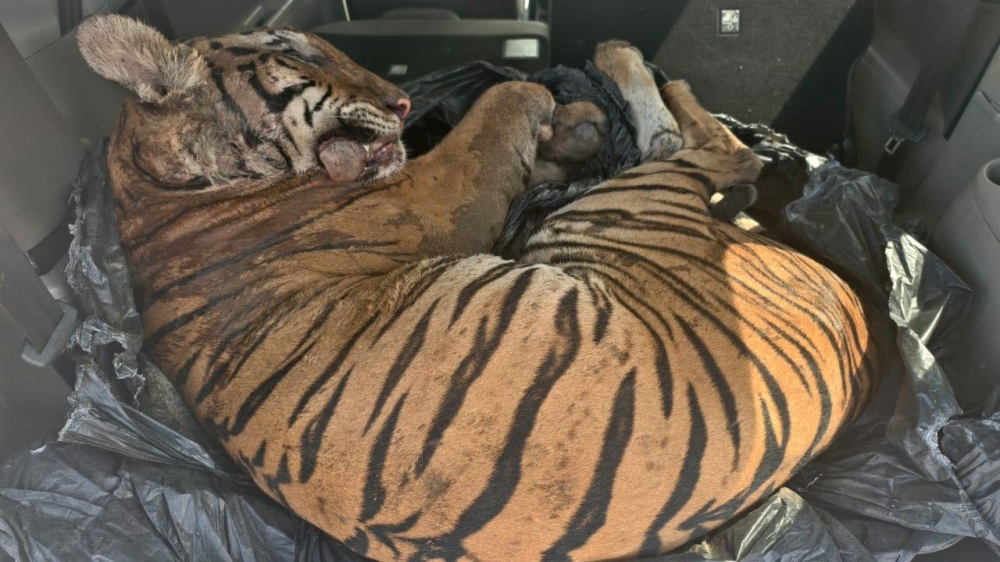  Johor cracks down after Malayan tiger carcass found in car