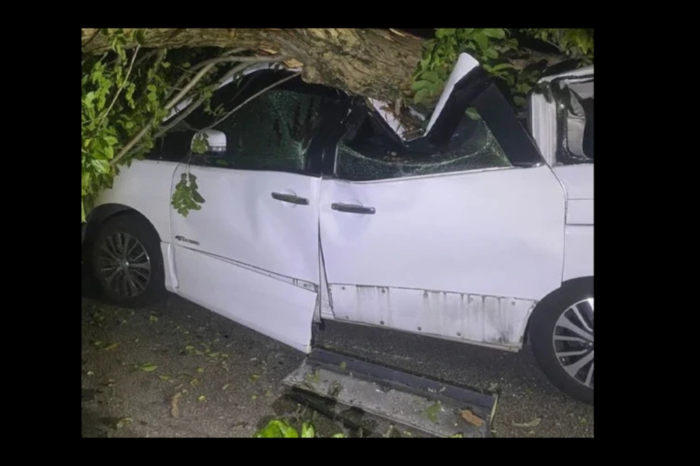 Massive tree falls, crushes parked car in Penang